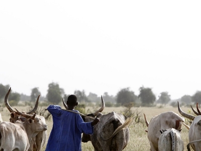 Fulani child guarding a herd