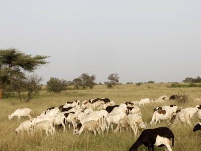 Fulani cattle herder