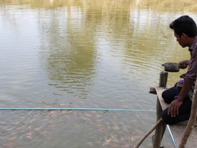 Fish farming financed by a loan from HKL microfinance