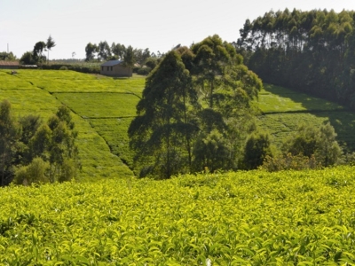 Grameen Credit-Agricole Foundation